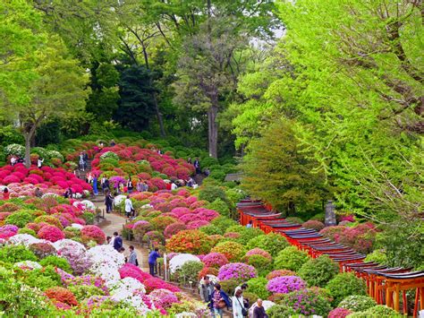 Azalea festival - Mar 30 〜 Apr 30. One of the five flower festivals of Bunkyo Ward, this time Nezu Shrine takes the spotlight. The Azalea Festival (つつじ祭り, Tsutsuji Matsuri) has over 3,000 flowers and 100 varieties of Azalea (a genus of Rhododendron) that bloom from early April until early May. Performances take place in the grounds of …